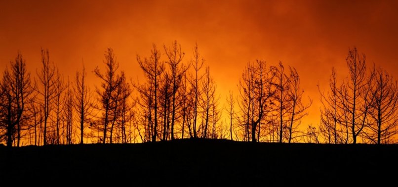 FOREST FIRES INCREASING CARBON DIOXIDE EMISSIONS IN ATMOSPHERE