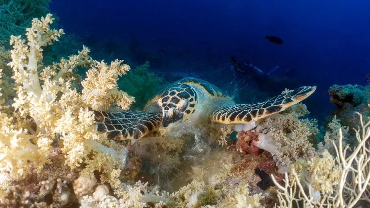 Colorful life in the depths of the Red Sea: Anemone City