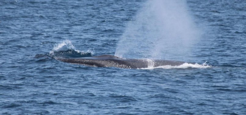 OVER 570 MINKE WHALES KILLED DURING NORWAYS WHALING SEASON THIS YEAR