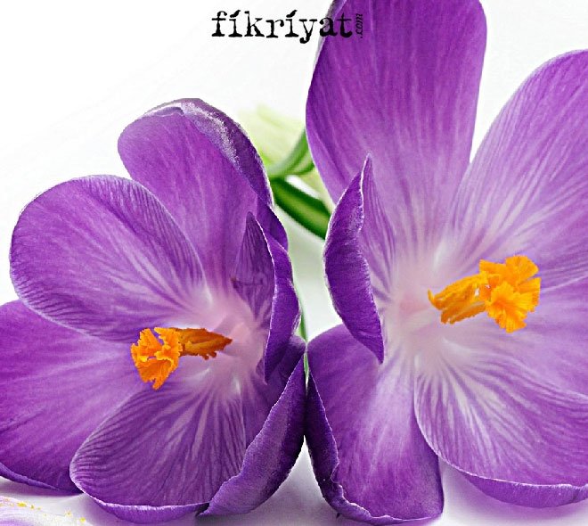 TIBBİ MENEKŞE