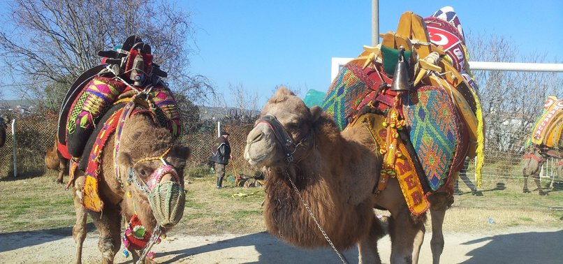 TURKEY PREPARING TO GET CAMEL WRESTLING ON UNESCO LIST