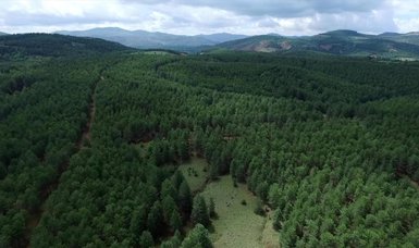 FAO: Türkiye among top 4 countries expanding forest areas worldwide