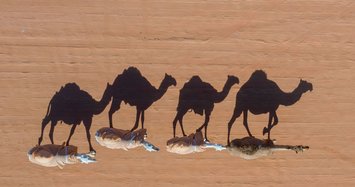 Drought-hit Australia culls 5,000 camels amid criticism