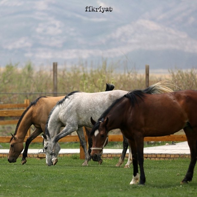 KAŞKAY TÜRKLERİNDE ATIN ÖNEMİ