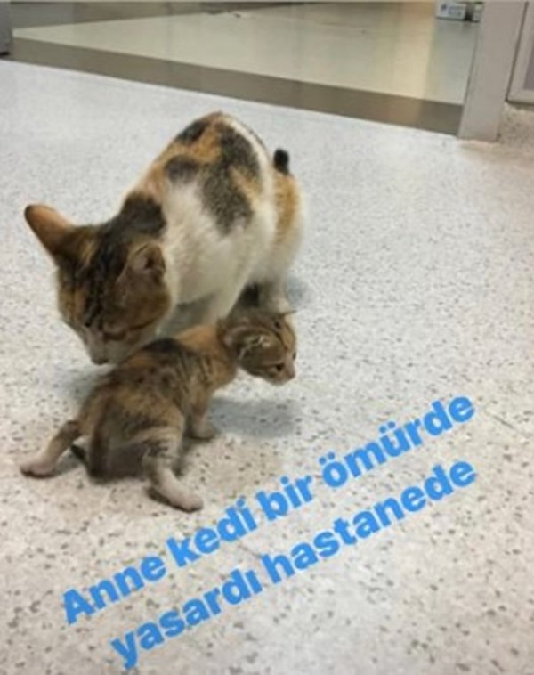 Ebru Şallı Anne kedi bir ömür de yaşardı hastanede… samdan