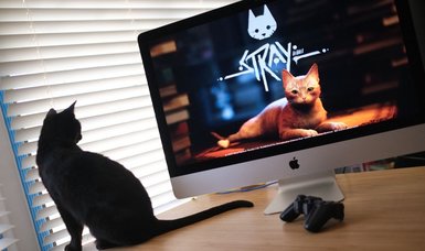 'Stray': How a virtual orange tabby is helping real cats