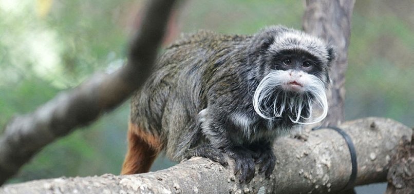 TWO DALLAS ZOO MONKEYS FOUND IN ABANDONED HOME IN NEARBY CITY