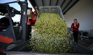 Çiftlik sahibi girişimci kadınlar