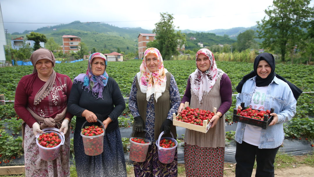 ORDU ÇİLEĞİNDE HASAT VAKTİ