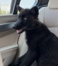 SVEN