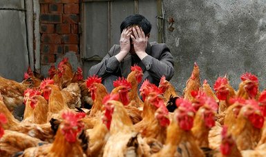 Czechs cull 140,000 birds in bird flu outbreak