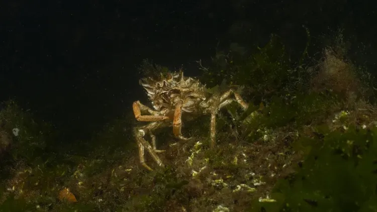 Marmara seabed footage shows marine life and mass die-off in deep waters