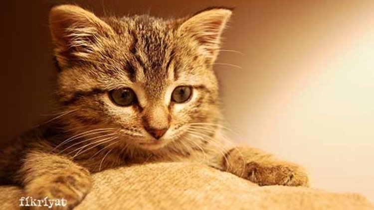 Oto servisinde kedi kurtarma seferberliği