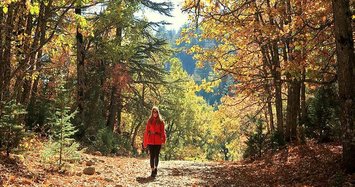 November 11 declared as National Forestation Day in Turkey
