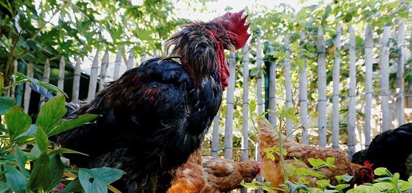 ROWDY FRENCH ROOSTER MAURICE WINS NOISE POLLUTION CASE