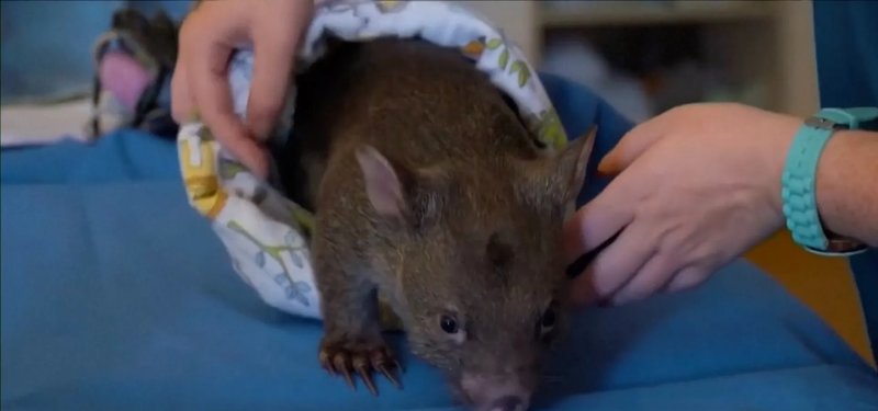 US influencer who snatched baby wombat leaves Australia after outcry