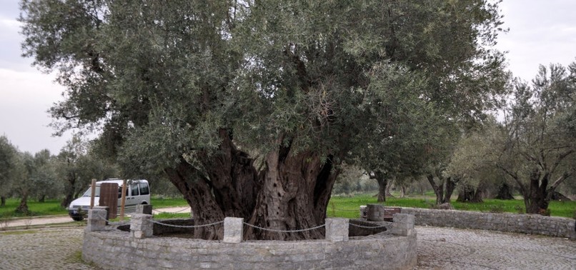 HARVEST TIME FOR WORLDS OLDEST OLIVE TREE IN ANATOLIA