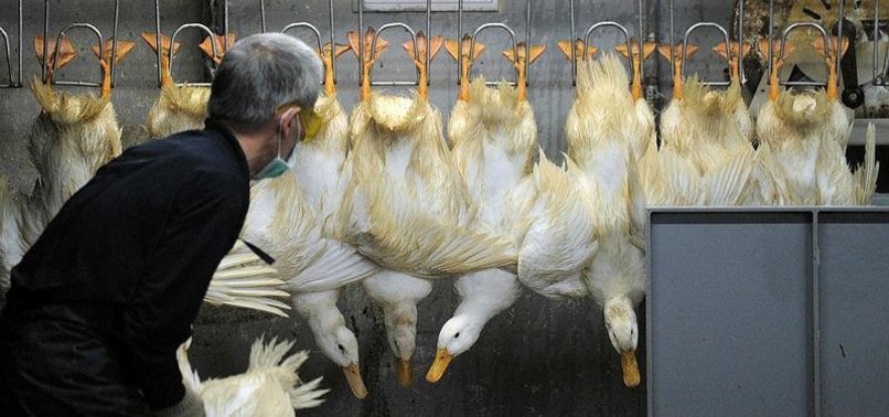 BRITAIN EXPERIENCING ITS WORST-EVER OUTBREAK OF BIRD FLU - MINISTER