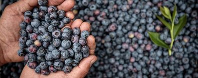 Türkiyeden22ülkeyeahrefindexyabanmersiniclasstkktLnktargetblankyabanmersiniaihraçediliyor