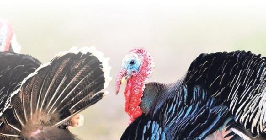Yüzlerce hindi kazada firar etti