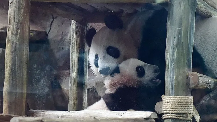 Giant panda cub Satrio Wiratama in Indonesia