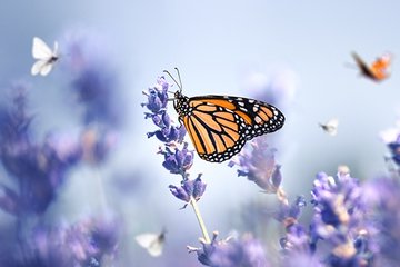Mutluluk aranır mı?