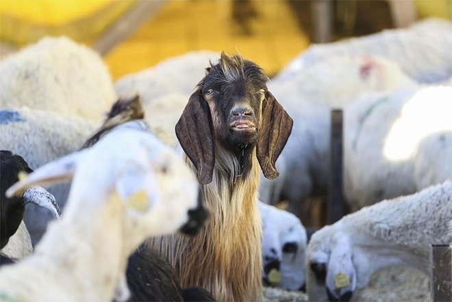Başkentte kurban pazarlarında hareketlilik