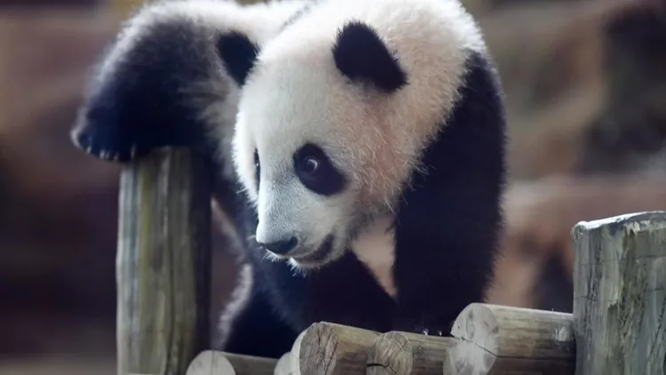 Giant panda cub Satrio Wiratama in Indonesia