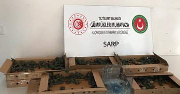 Turkey seizes 3,400 smuggled terrapin turtles at border