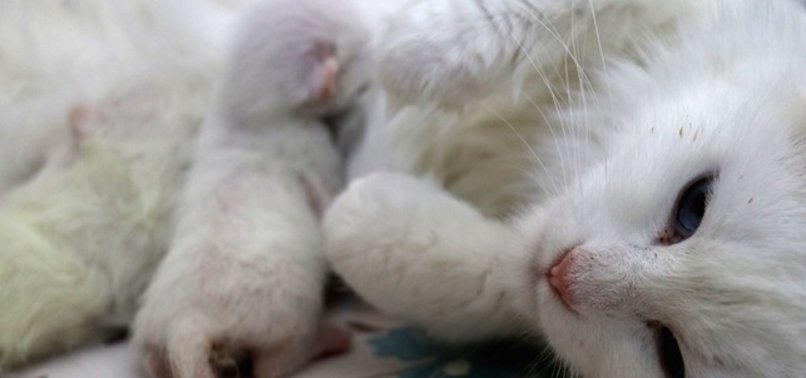 TURKISH VAN CAT GIVES BIRTH TO 3 KITTENS VIA C-SECTION