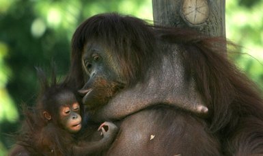 NGOs take aim at Indonesia over orangutans, academic freedom