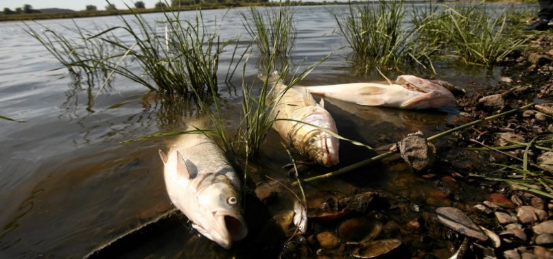MASS FISH DIE-OFF IN GERMAN-POLISH RIVER BLAMED ON UNKNOWN TOXIC SUBSTANCE