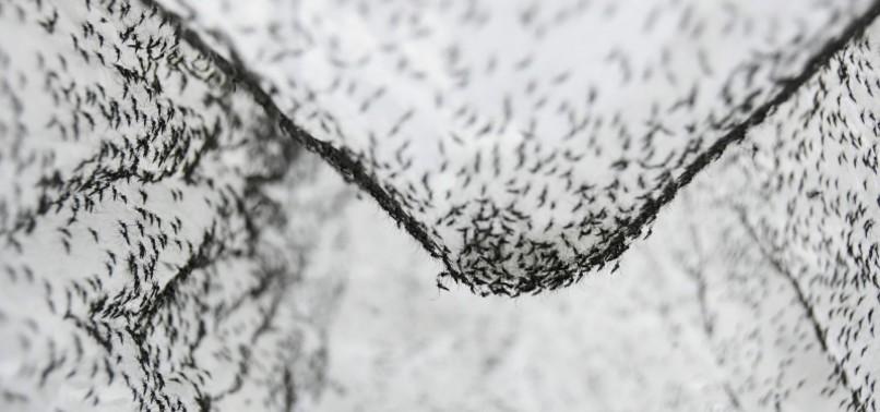 NEW TECHNIQUE KNOCKS OUT DISEASE-CARRYING MOSQUITOES, SCIENTISTS SAY