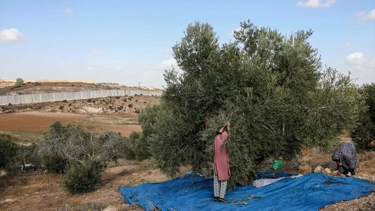 Olive harvest in the occupied West Bank