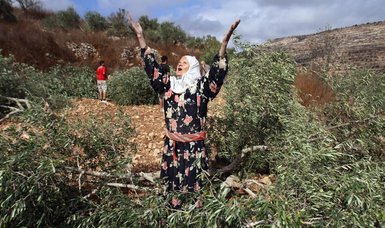 Israeli forces uproot dozens of olive trees in occupied West Bank