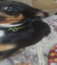 Badi