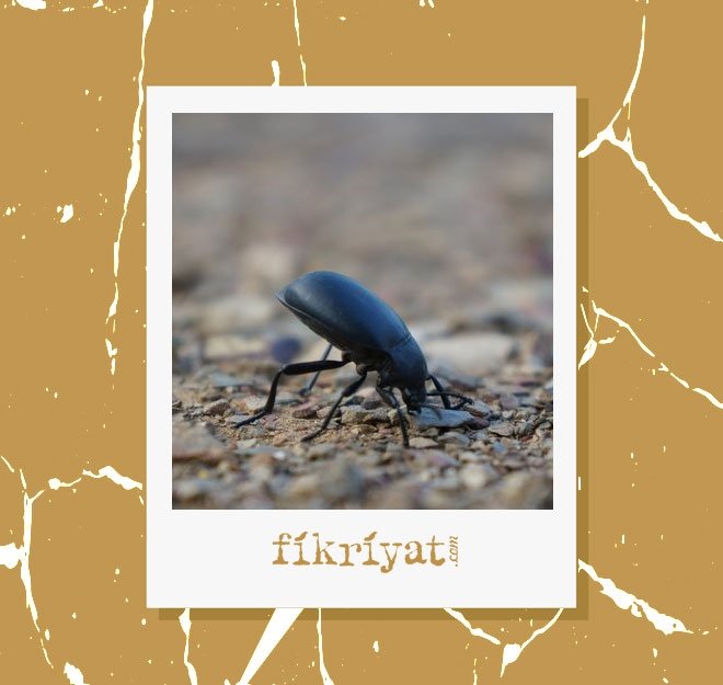 ZARARSIZ MİKROORGANİZMALARLA KİTLE TESTLERİ