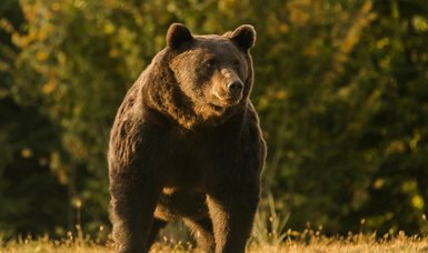 Bear kills jogger in Italy