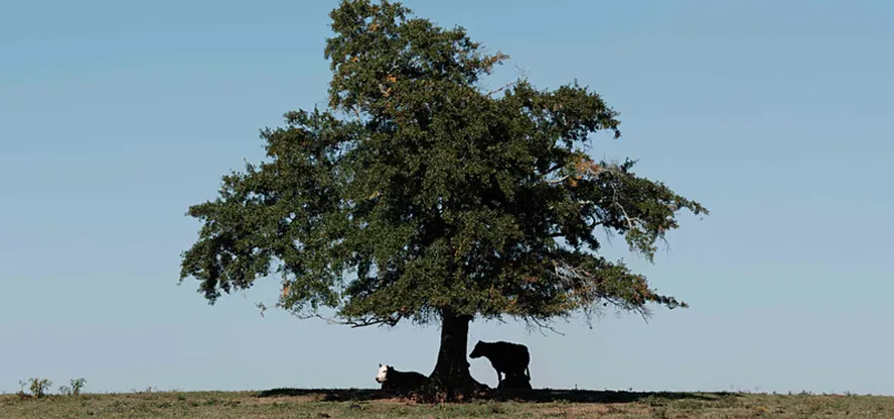 One in three tree species at risk of extinction: report - anews