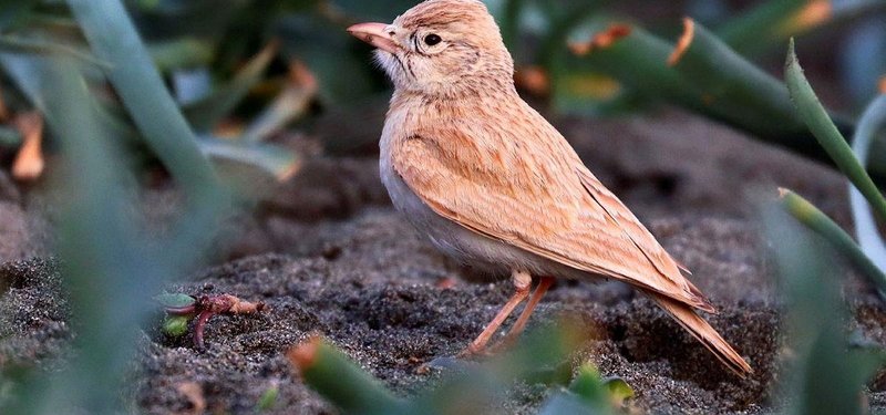 Rare bird species called bar-tailed lark spotted in Turkey for 1st time