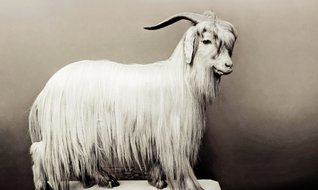 Tiftik ekonomisi çok hızlı büyüyor