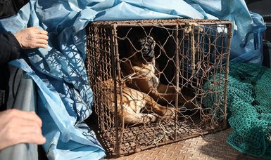 South Korea passes law to ban dog meat