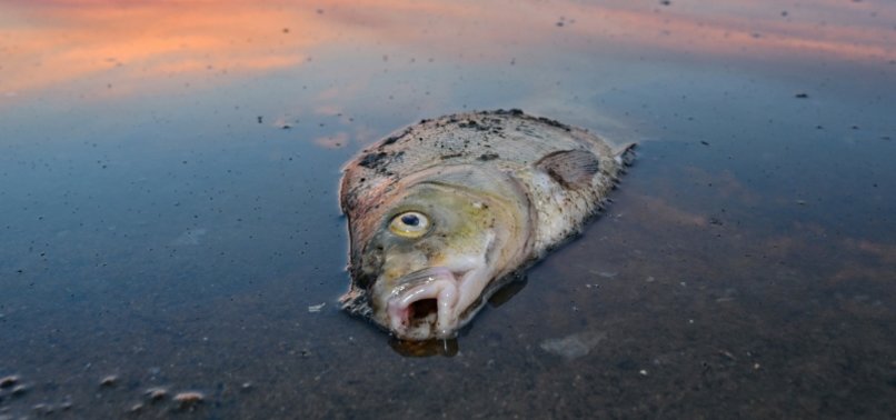 GERMANY: NO SINGLE CAUSE FOR MASSIVE ODER RIVER FISH DIE-OFF