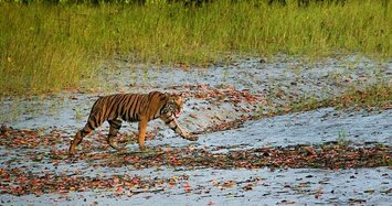 Over 2,300 tigers captured in last 19 years