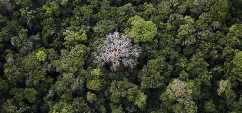 DEFORESTATION OF BRAZILS AMAZON JUMPS 22% IN ANNUAL GOVT REPORT