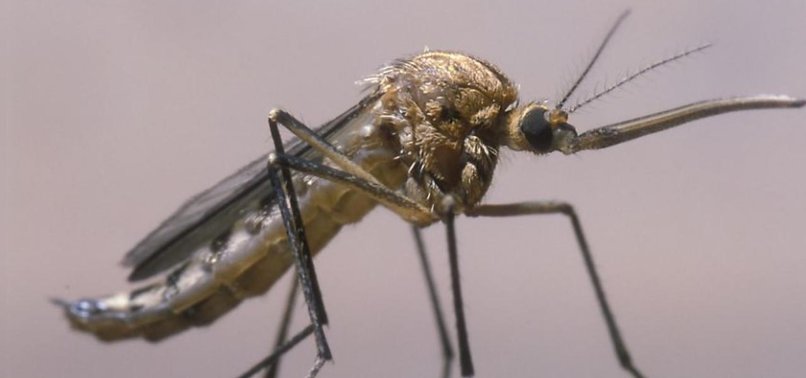U.S. TARGETS DEADLY FLY INFESTATION WITH STERILE FLIES TO PROTECT LIVESTOCK