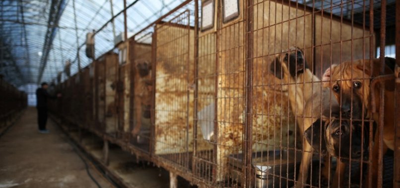 SOUTH KOREAS CANINE FARMERS PROTEST PROPOSED BAN ON DOG MEAT