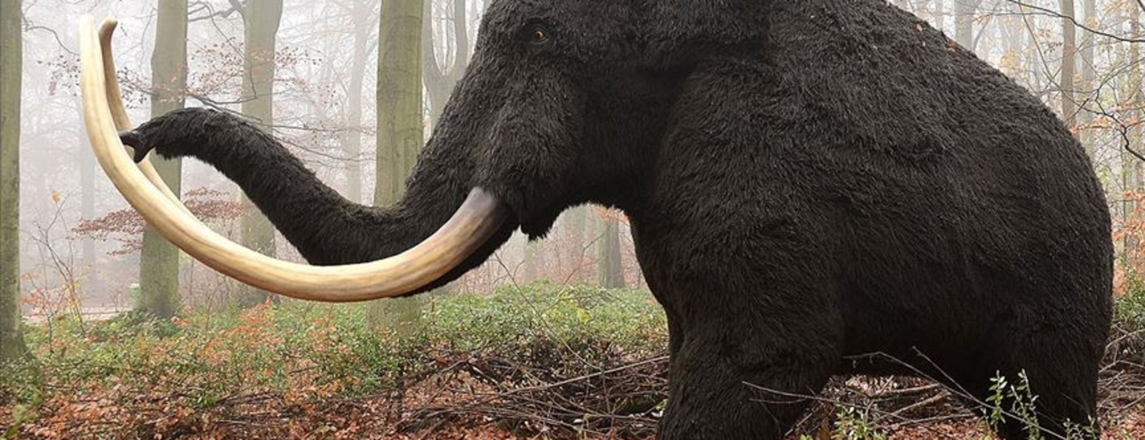Rusya’da 50 bin yıllık mamut fosili bulundu