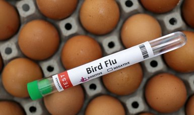 Bird flu alarm drives world towards once-shunned vaccines
