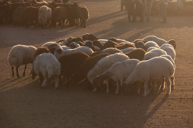 Kurban Kesmenin Sartlari Nelerdir Kurban Kesiminde Nelere Dikkat Edilmelidir Fikriyat Gazetesi